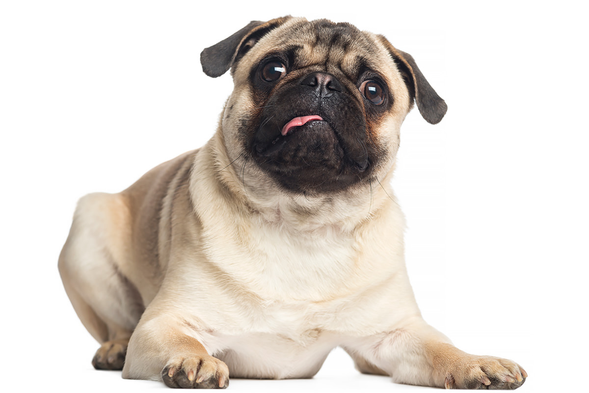 Carlino