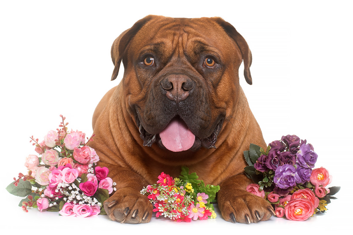Dogue de Bordeaux