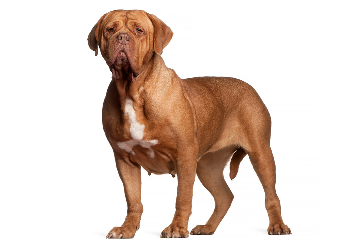 Dogue de Bordeaux