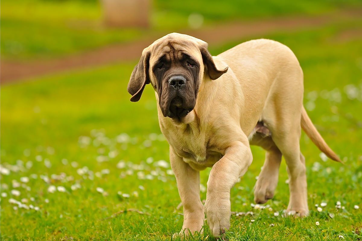 Mastino Napoletano