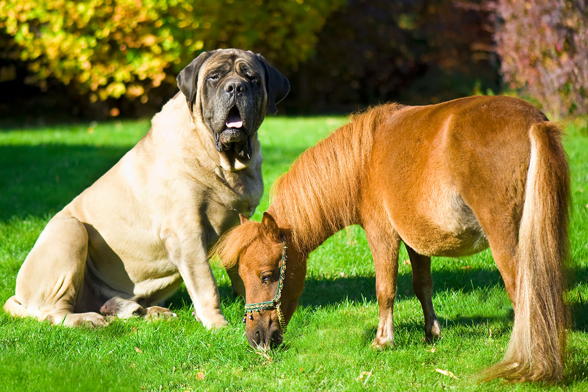 Mastino Napoletano