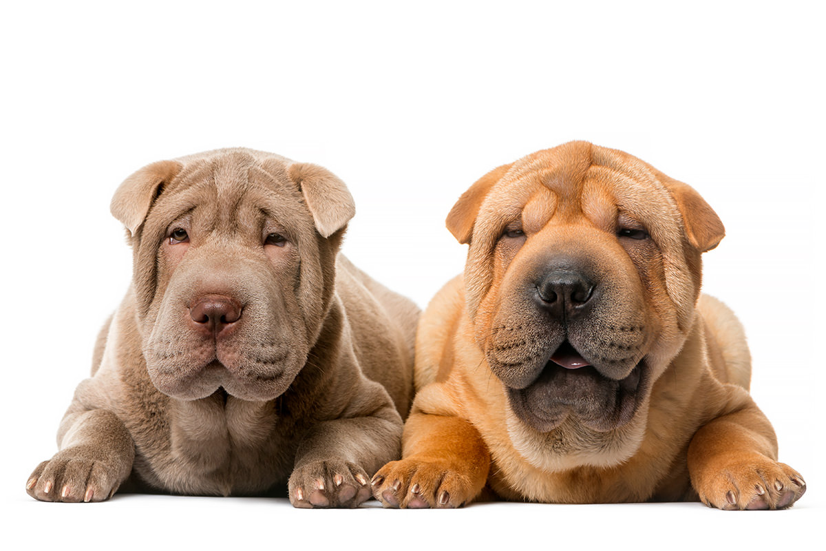 Shar Pei Cinese