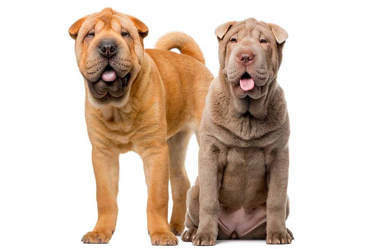 Shar Pei Cinese