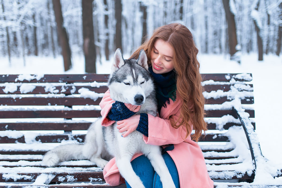 siberian husky