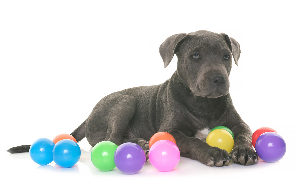 staffordshire bull_terrier