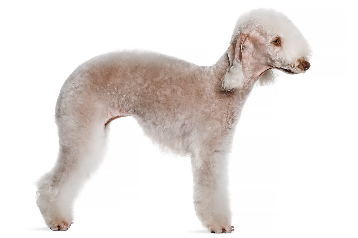 Bedlington Terrier