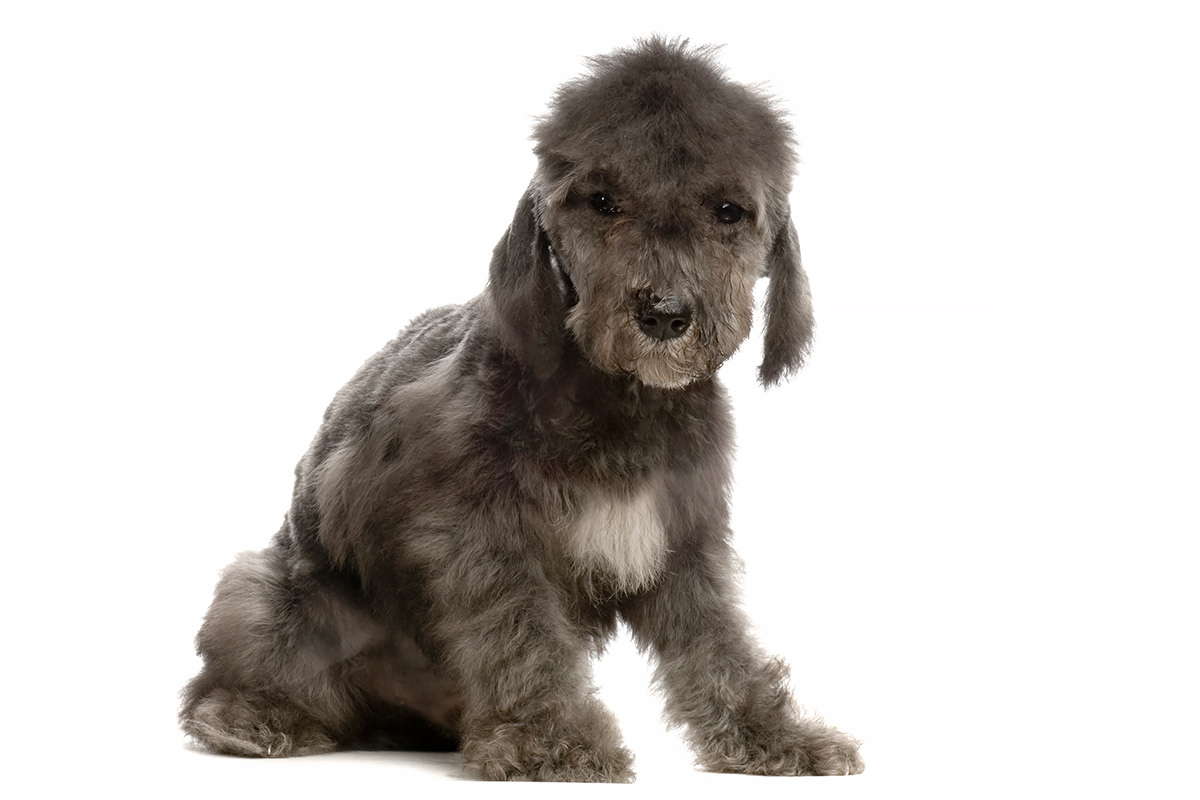 Bedlington Terrier