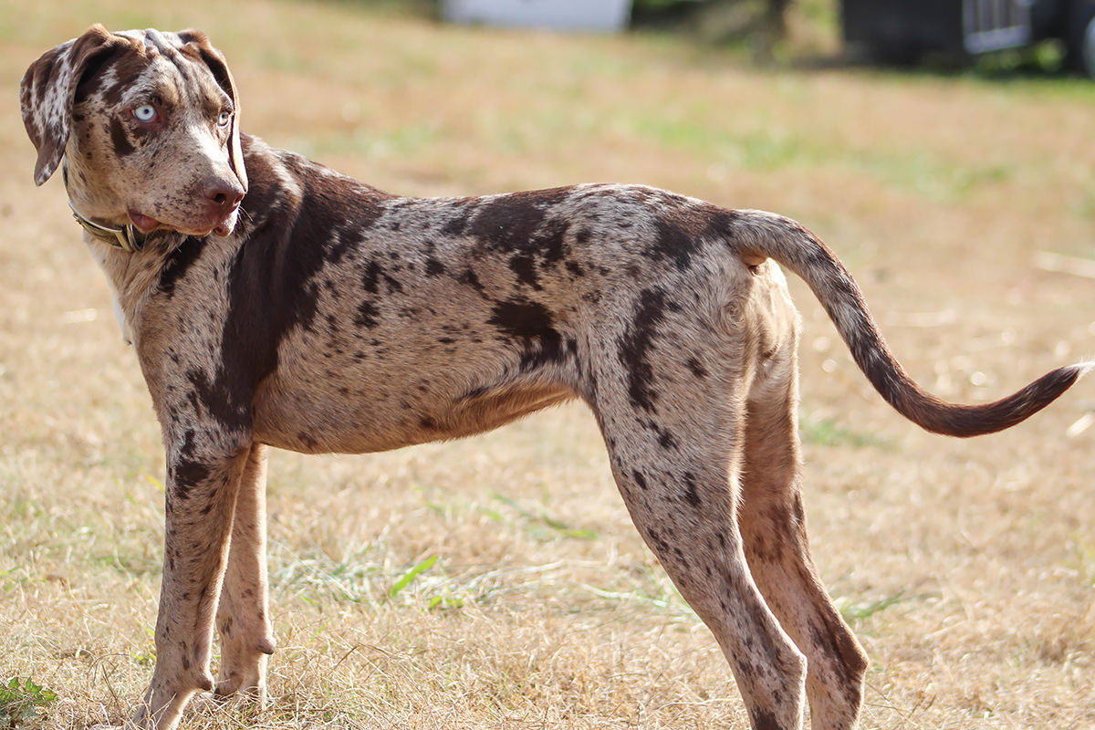 Catahoula