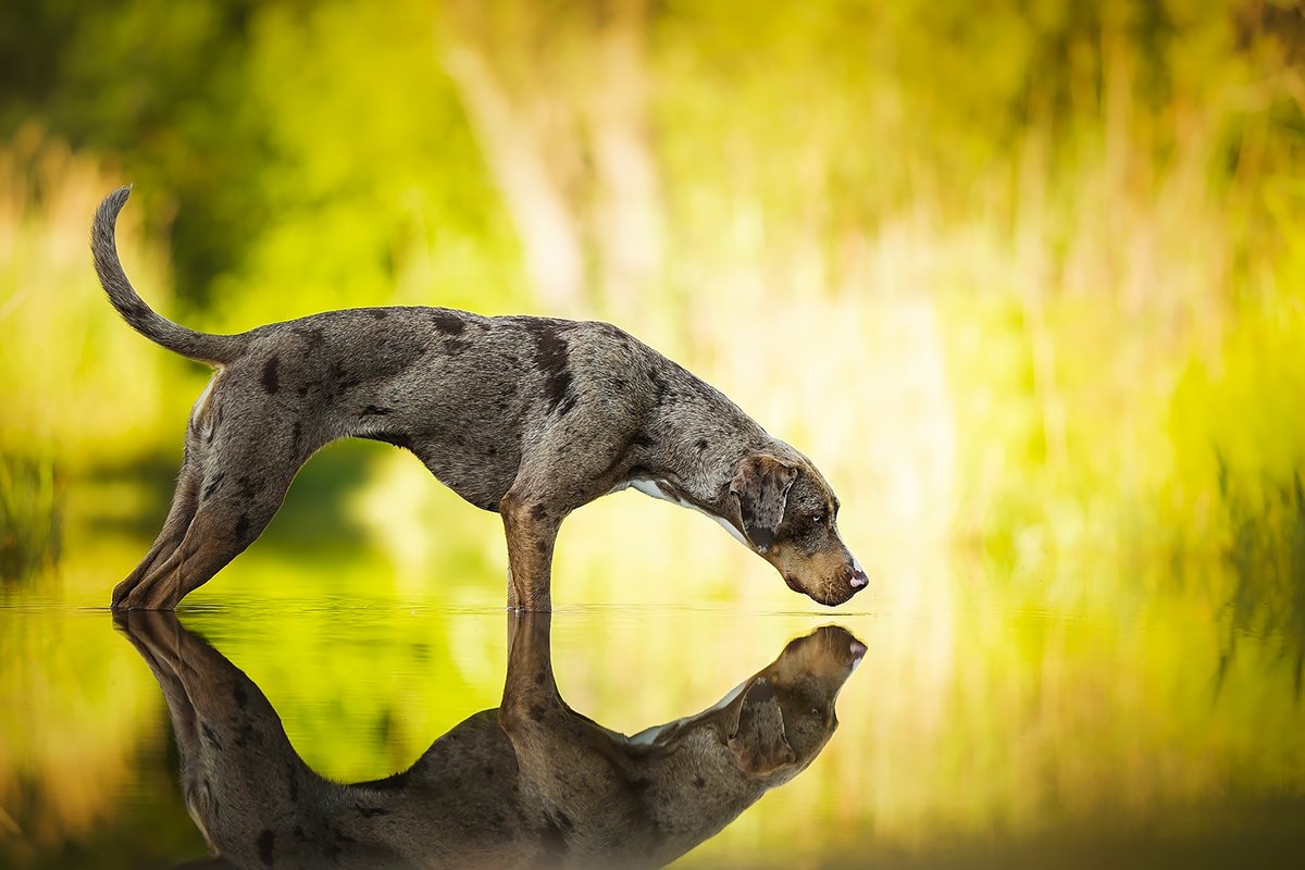 Catahoula