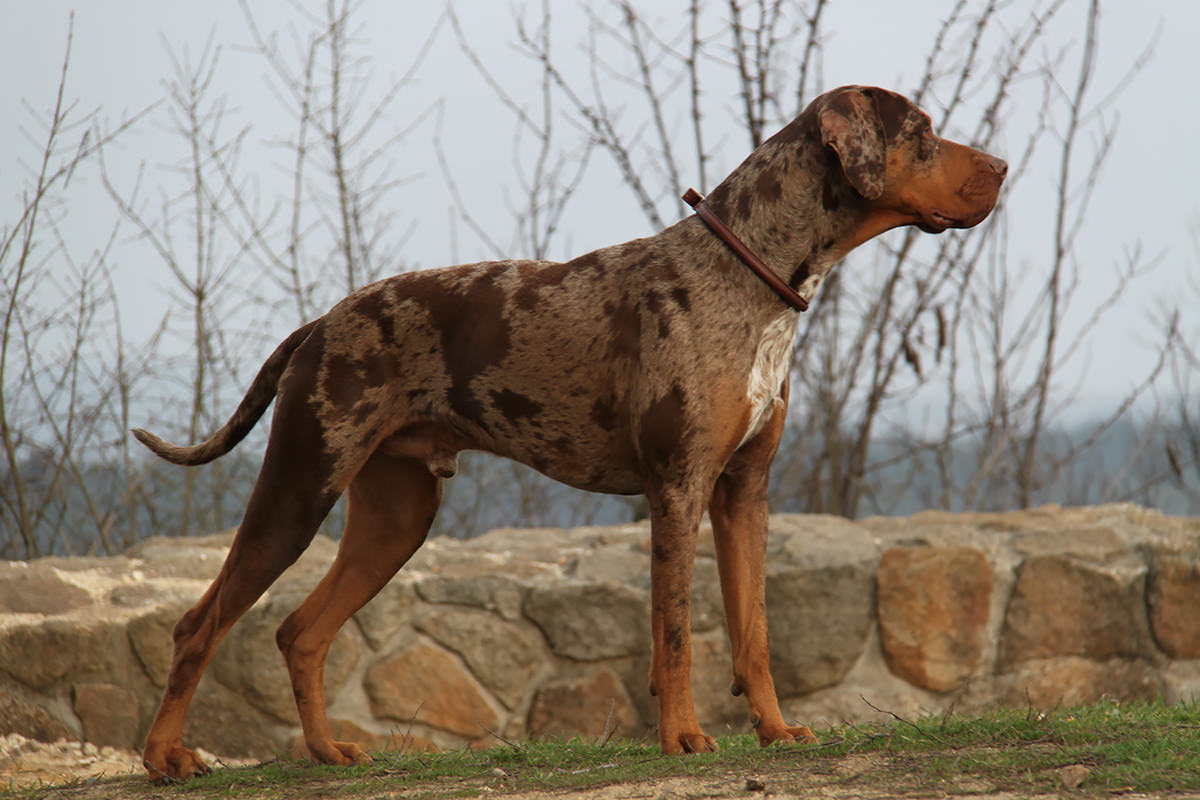 Catahoula