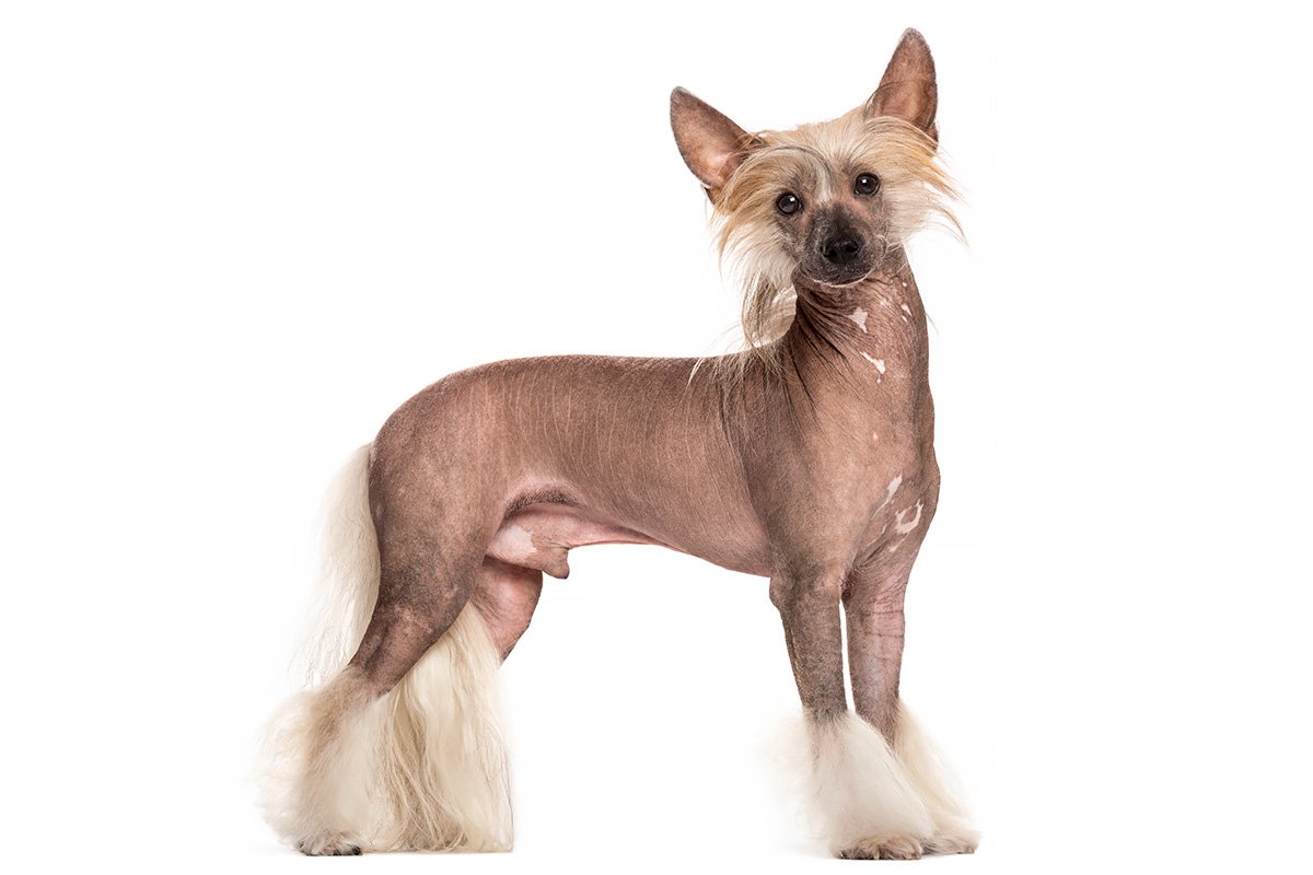 Hairless Chinese Crested Dog