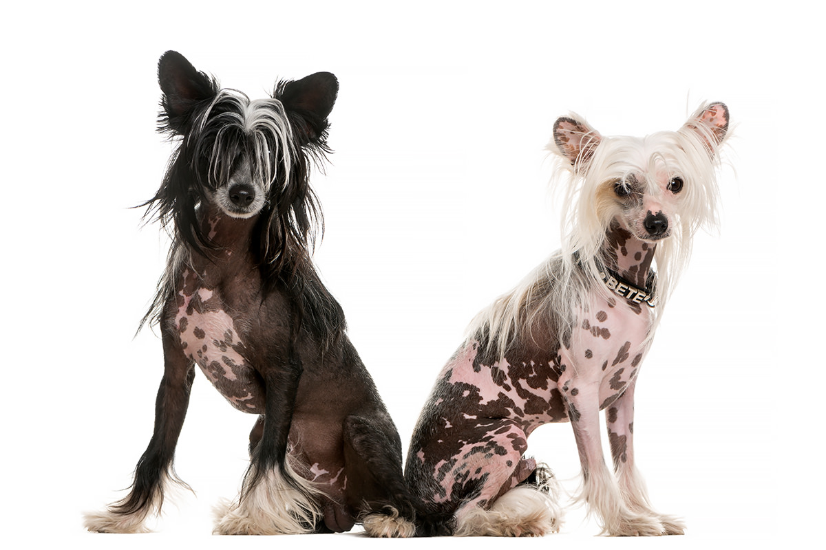 Hairless Chinese Crested Dog