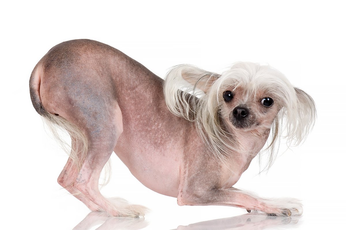 Hairless Chinese Crested Dog