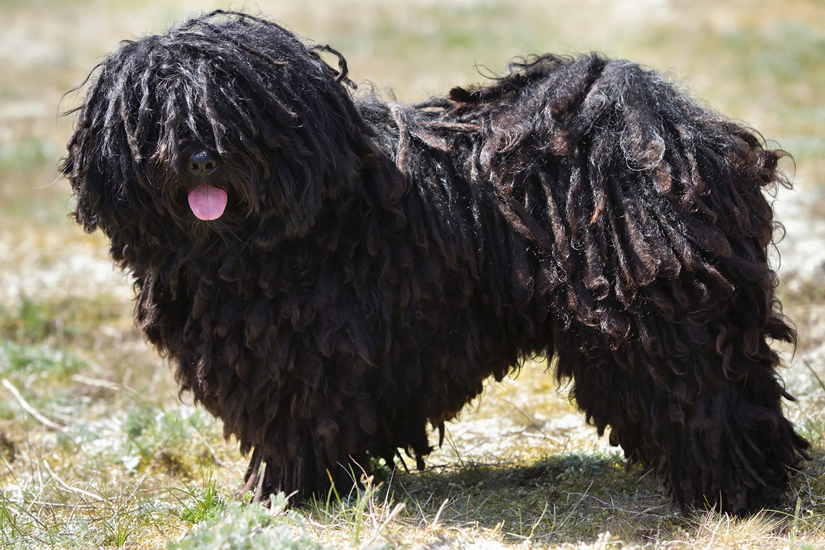 Puli Ungherese