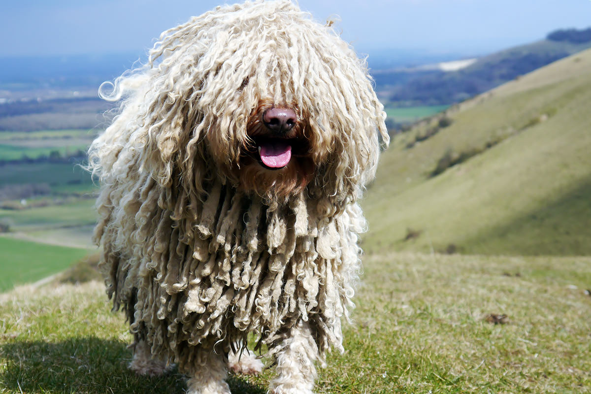 Puli Ungherese