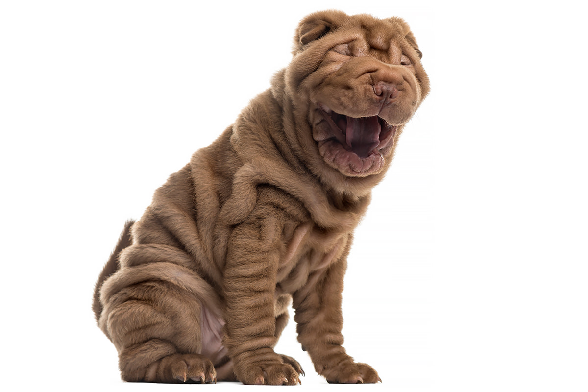 Shar Pei