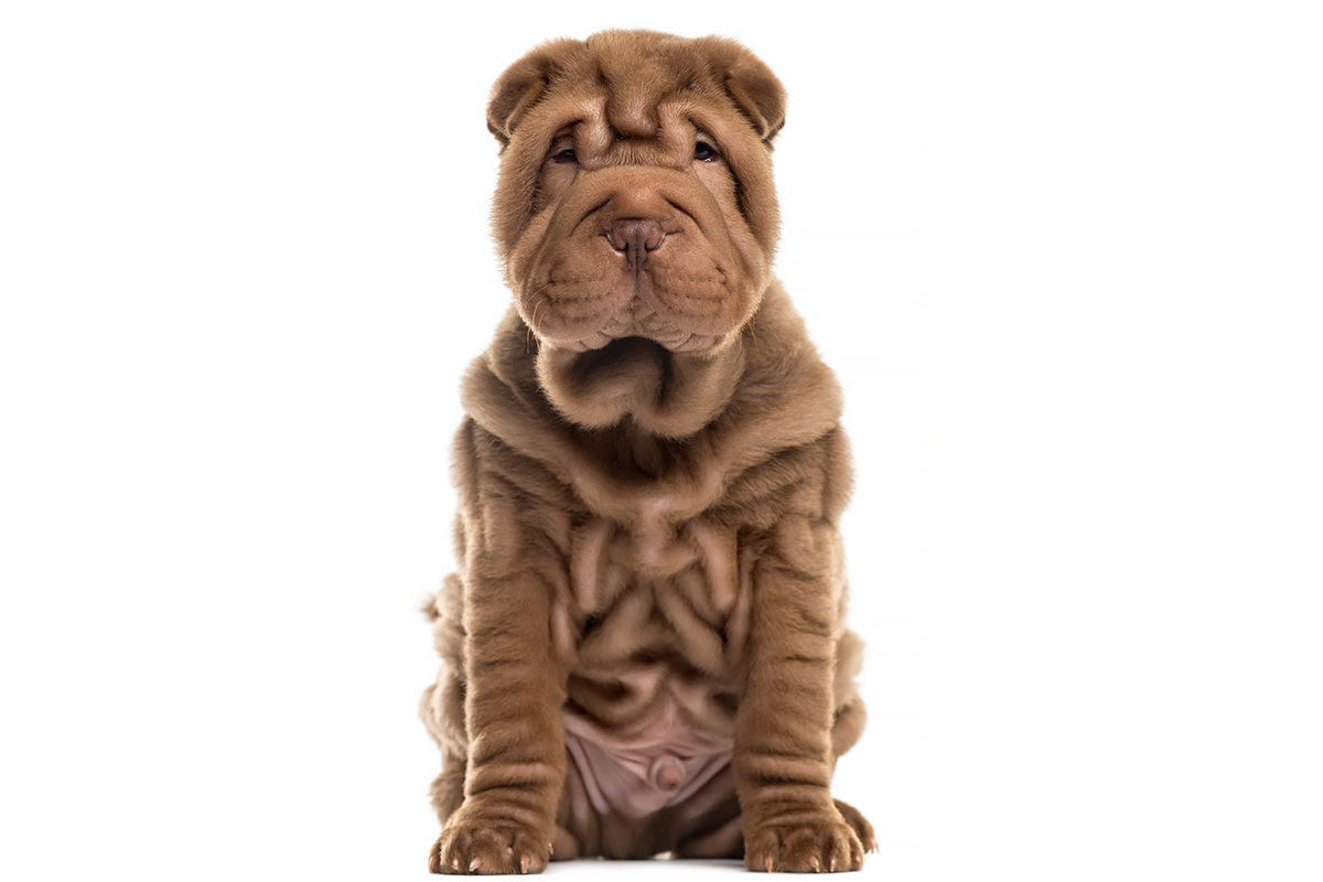 Shar Pei