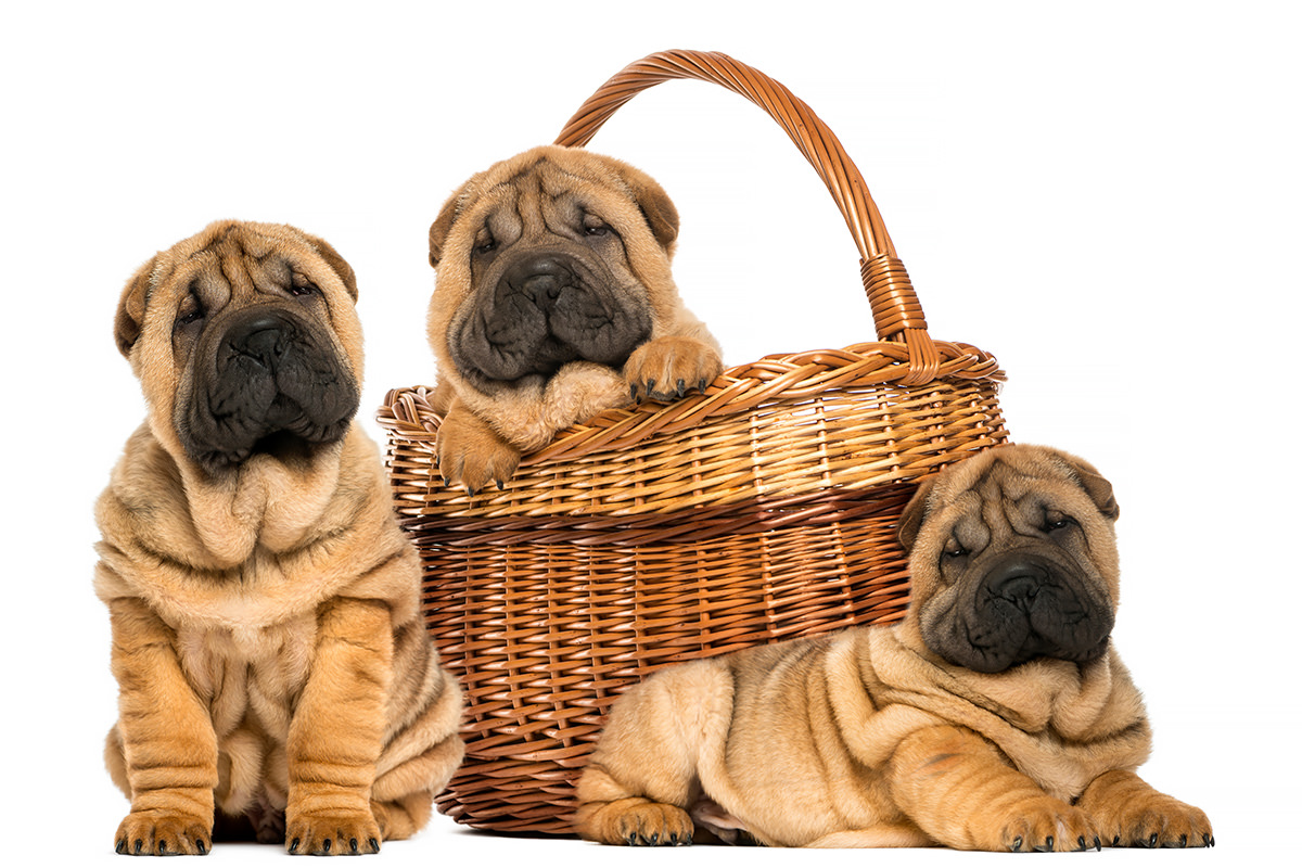 Shar Pei