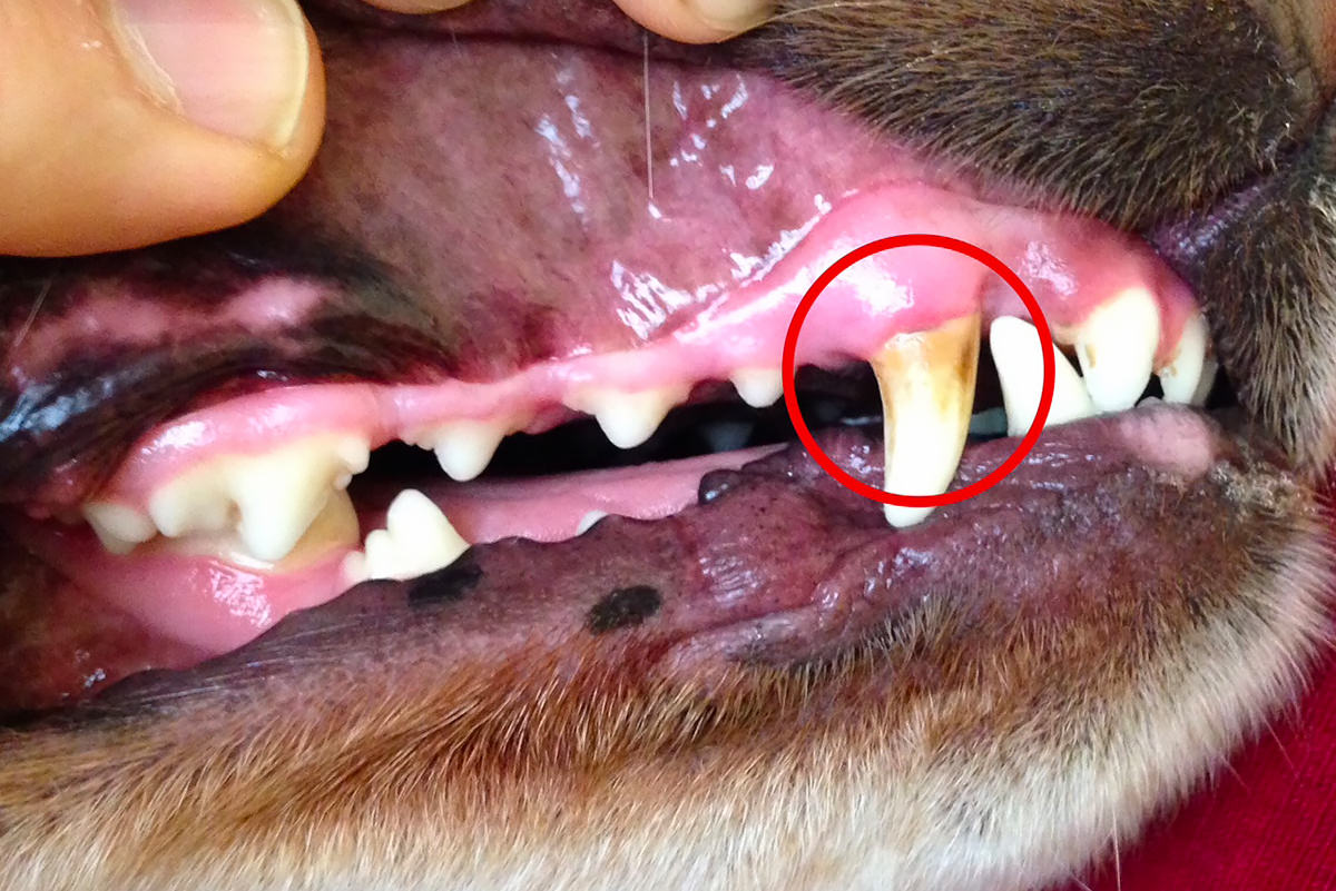 ossa per la salute dentale del cane