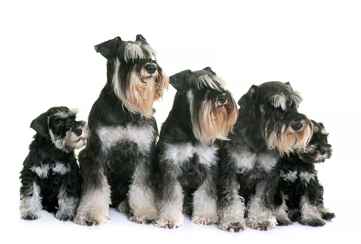 Famiglia di cani Schnauzer