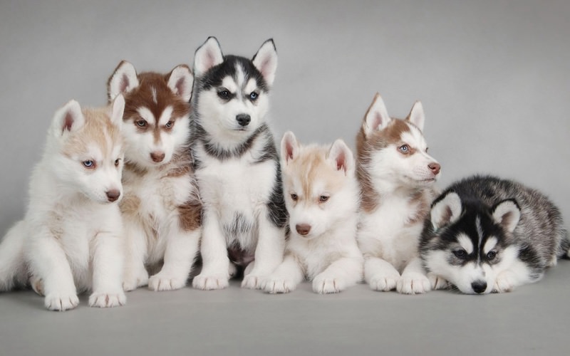 Il Siberian Husky