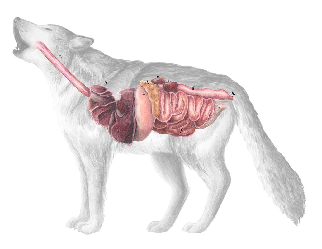 sistema digestivo dei cani
