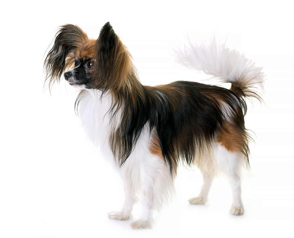 Papillon