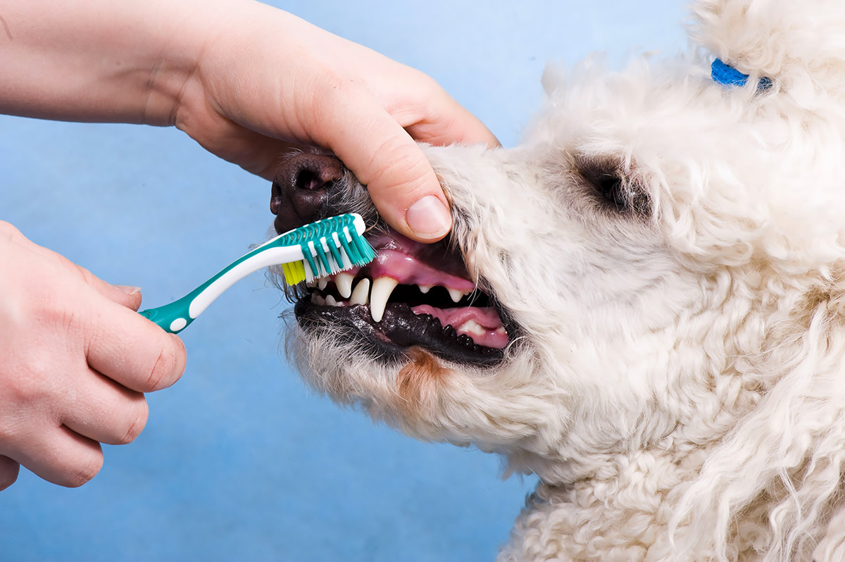pulire i denti del cane