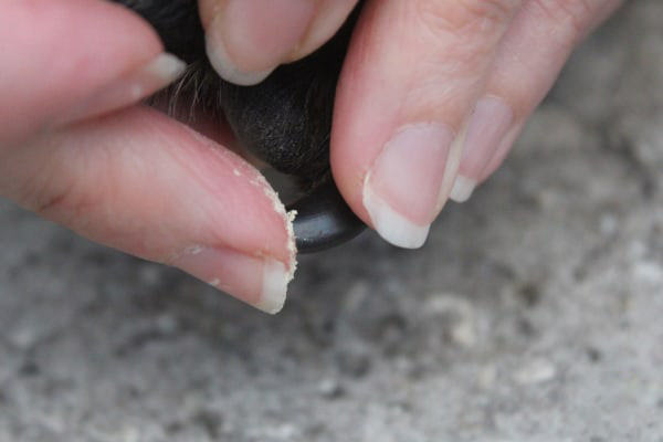 applicazione della polvere sull'unghia del cane per arrestare l'emorragia