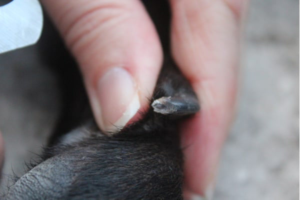 pre-polpa dell'unghia di un cane