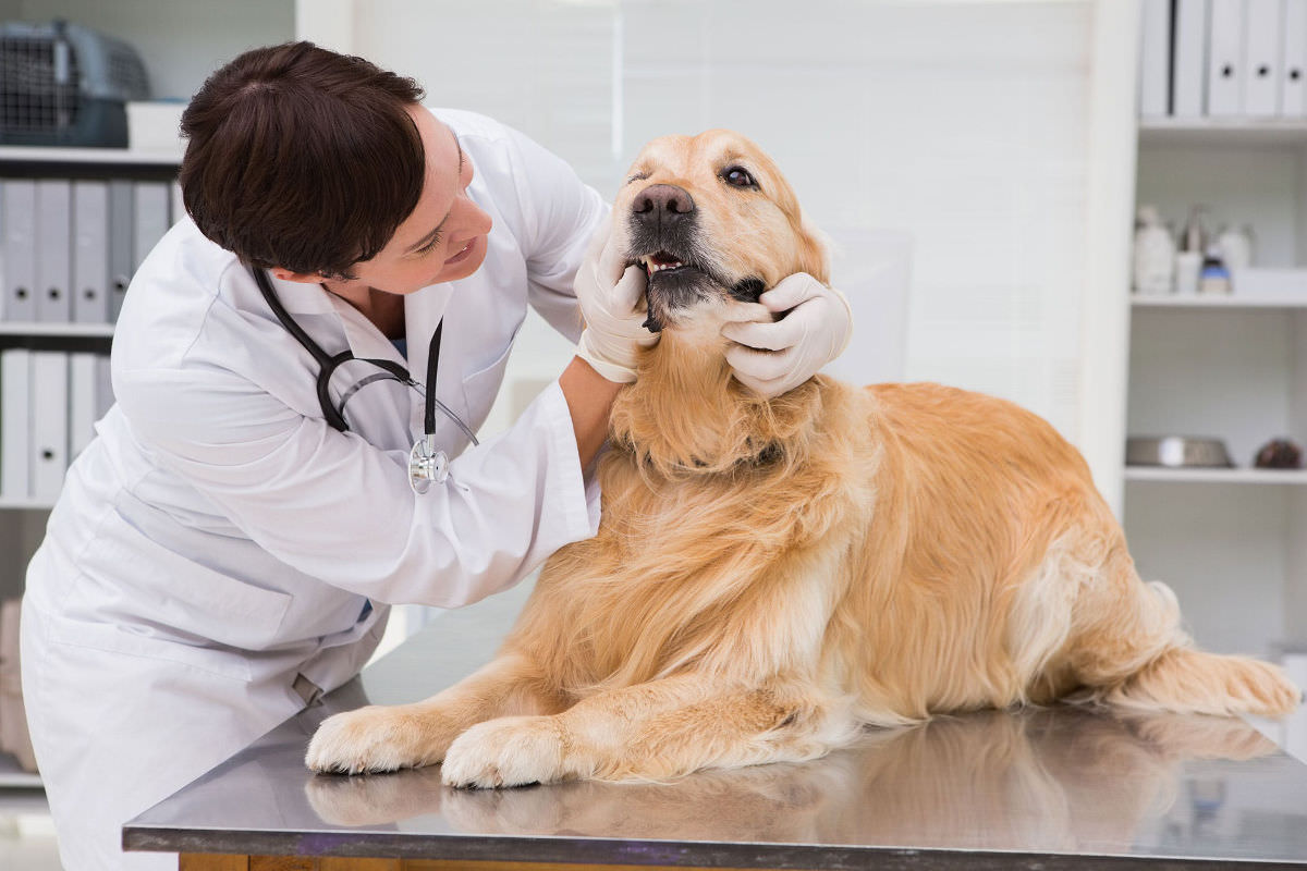 veterinario che controllo le gengive del cane