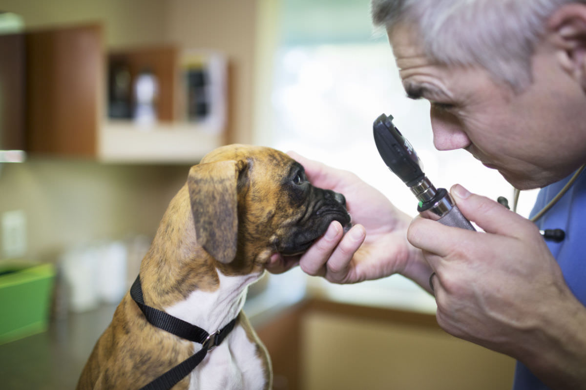veterinario che controlla l'occhio del cane