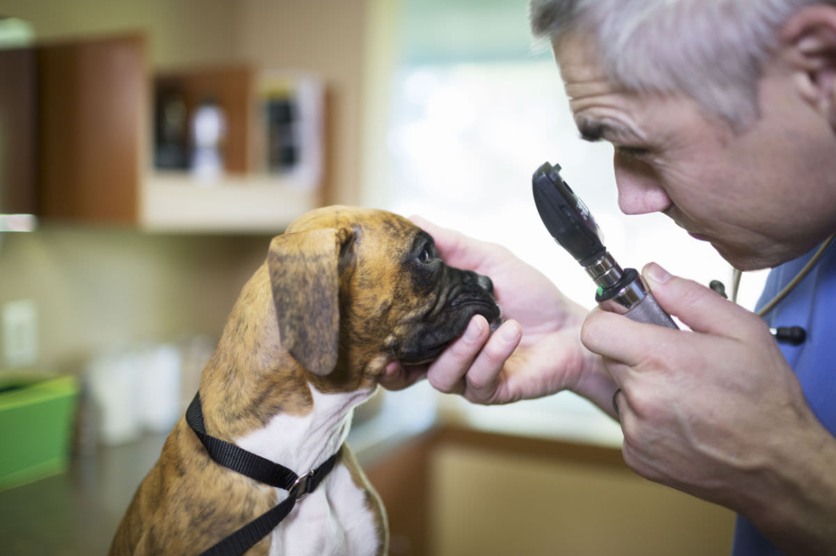 veterinario che controlla l'occhio del cane