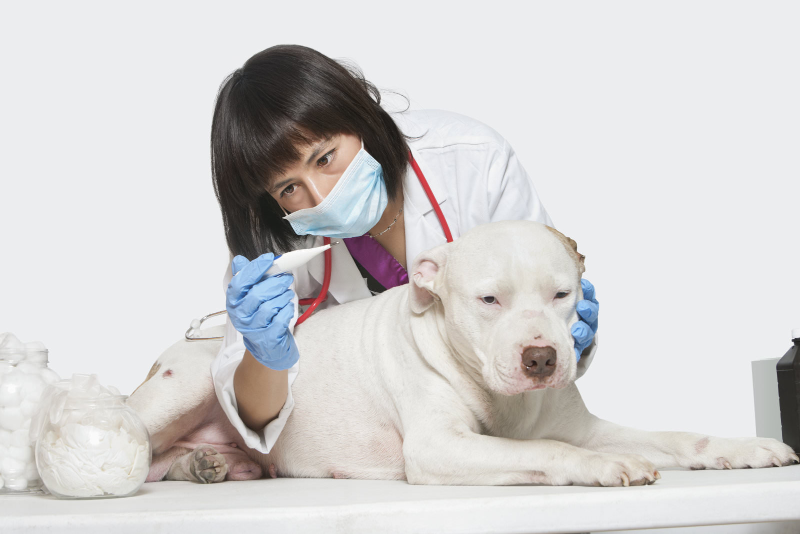 veterinario: i vermi intestinali