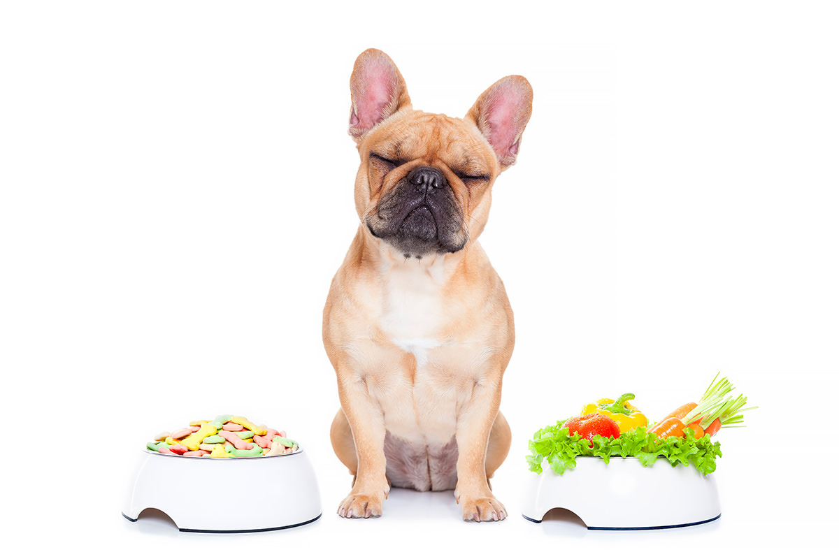 Vitamina C somministrata ai cani assieme al cibo