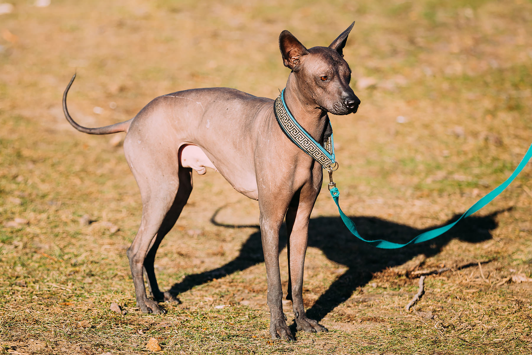 xoloitzcuintle