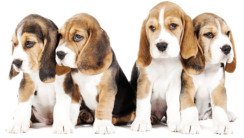 Beagles: ottima razza per il bambini