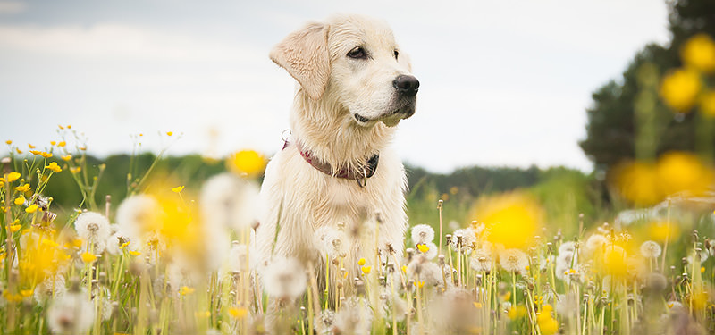 Il Labrador Retriever è un cane intelligente nonché bravo con i più piccini