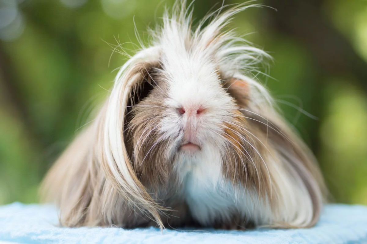 Cavia peruviana