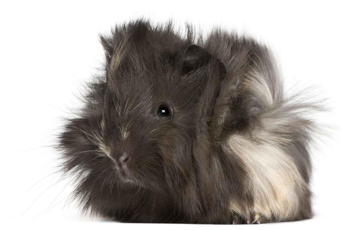 Cavia peruviana