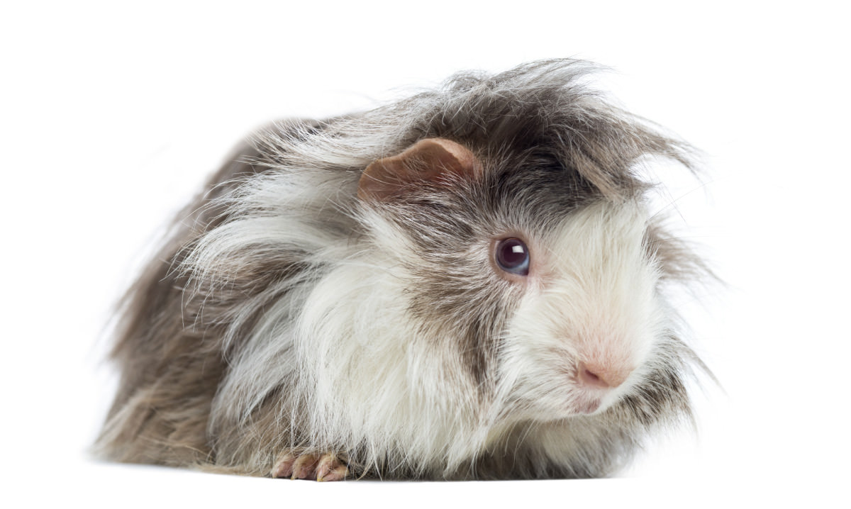 Cavia peruviana