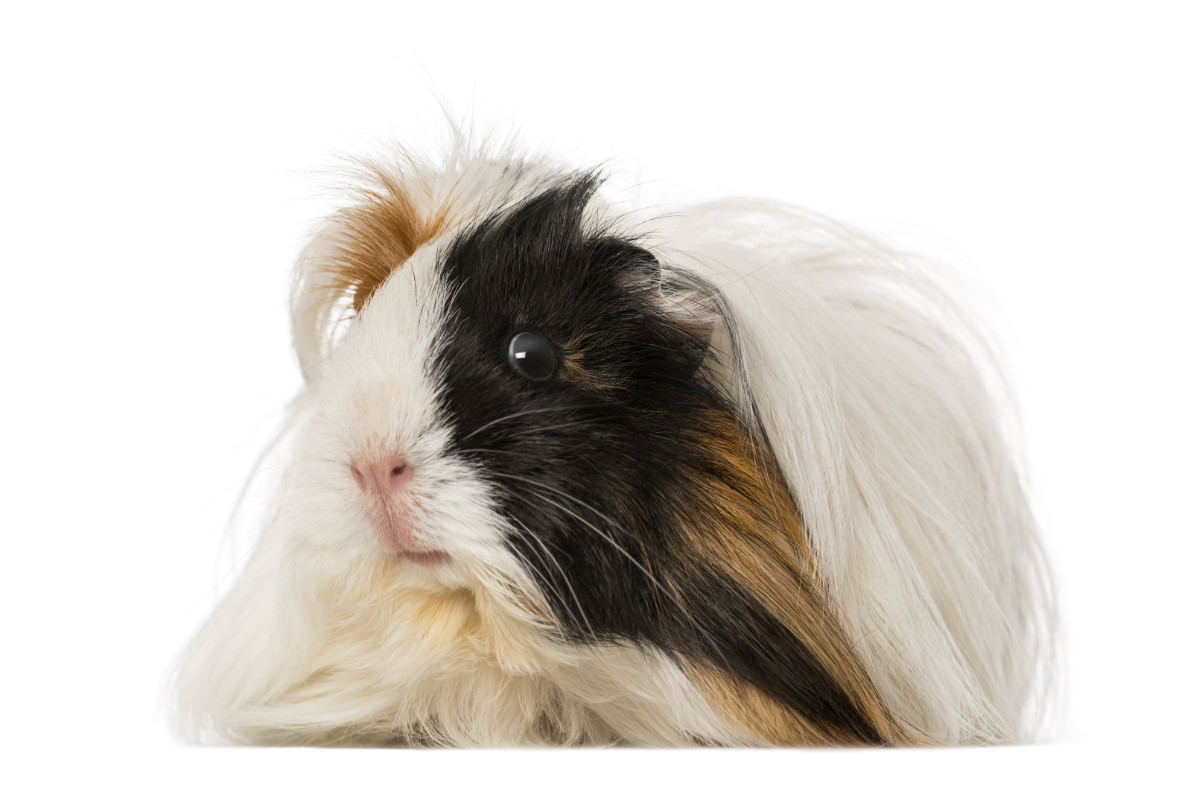 Cavia peruviana