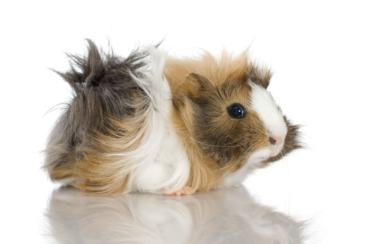 Cavia peruviana