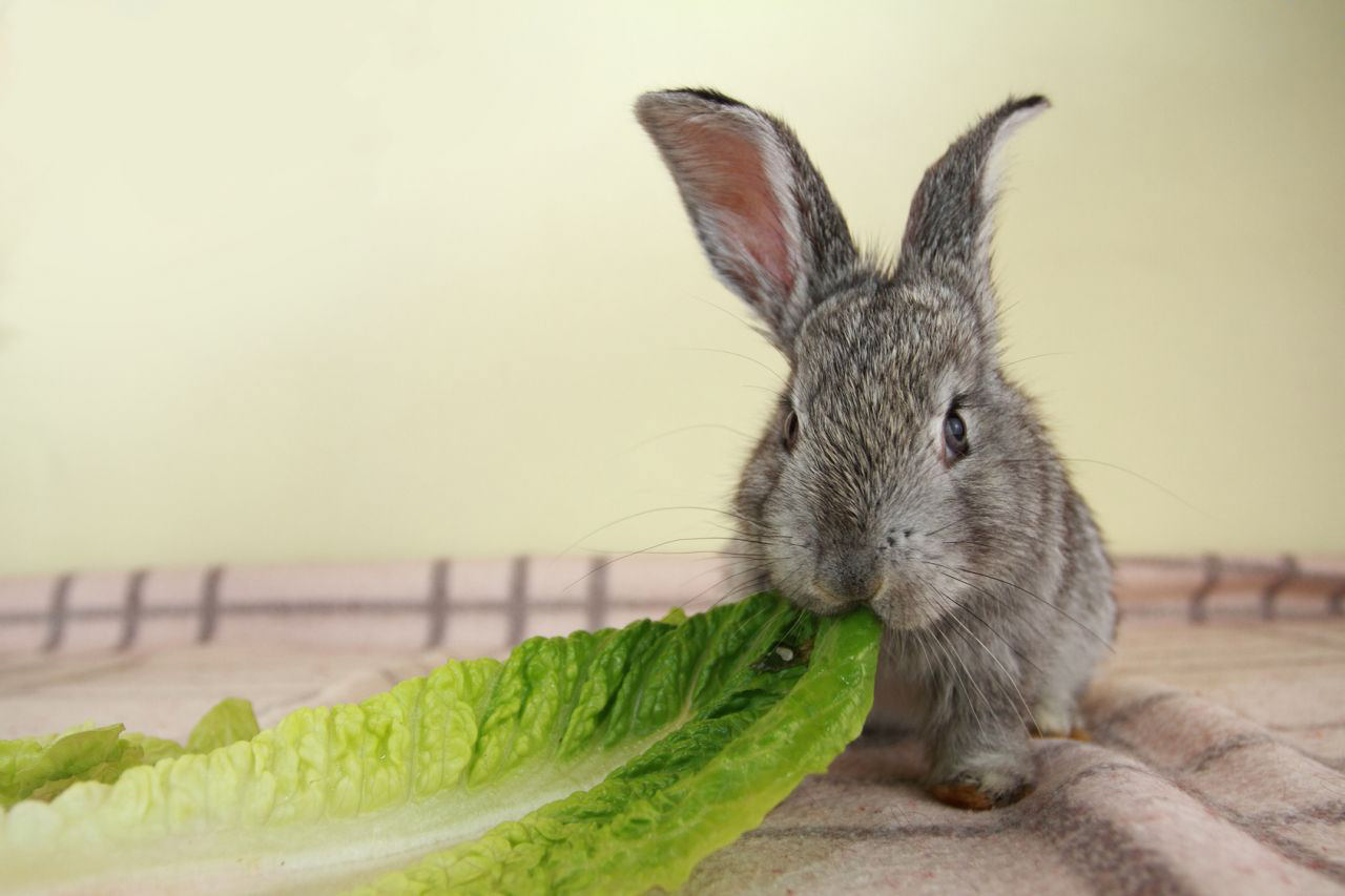 alimentazione del coniglio