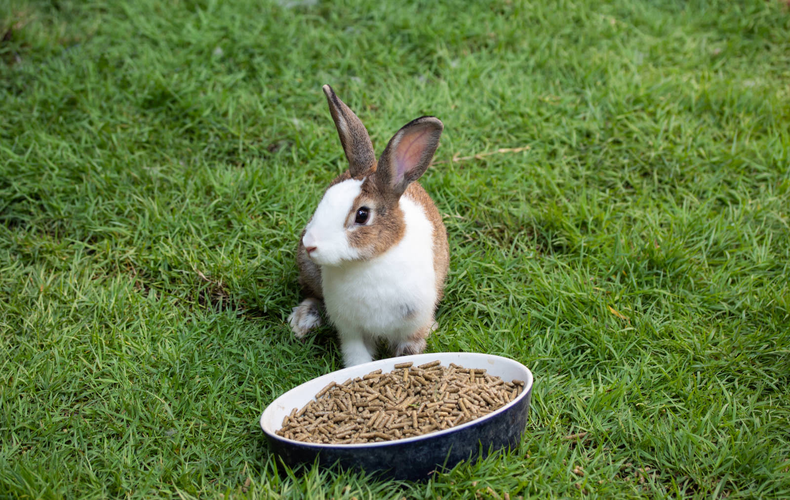 cibo secco pellet per conigli