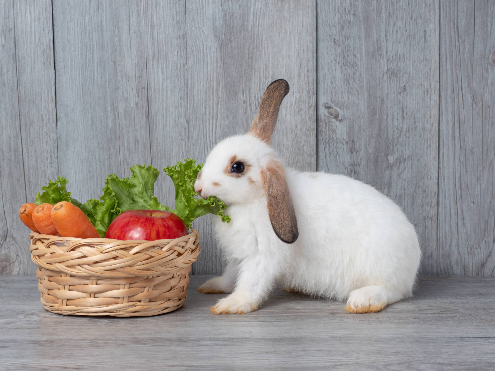 coniglio mangia verdure
