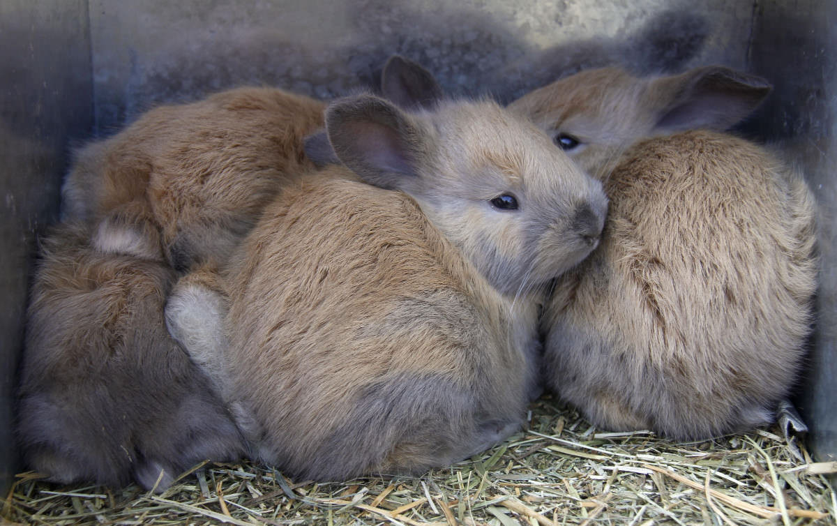 Coniglietti di coniglio d'Angora