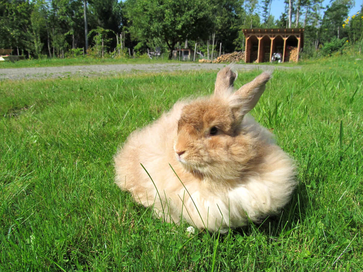 Il coniglio d'Angora: come raccogliere le fibre di lana