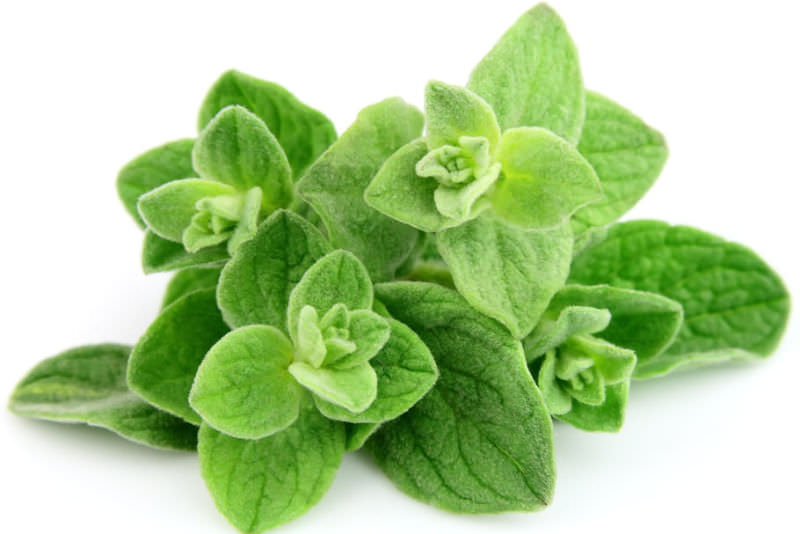 origano