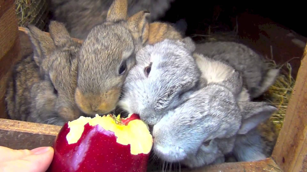 conigli: l'importanza della frutta nella dieta